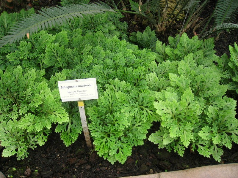 Selaginella martensii