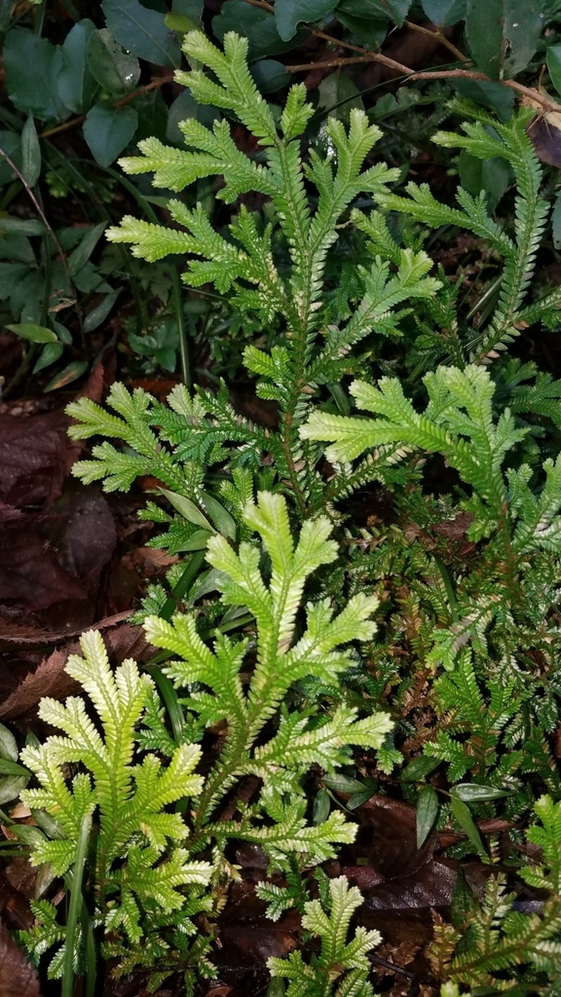 Selaginella martensii photo 2