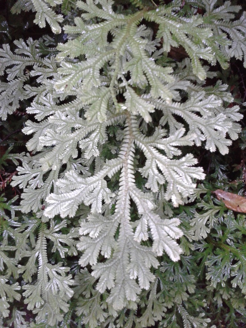 Selaginella martensii photo 3