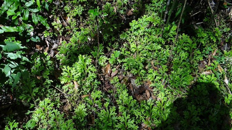 Selaginella martensii photo 4