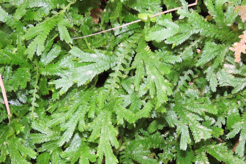 Selaginella martensii photo 5