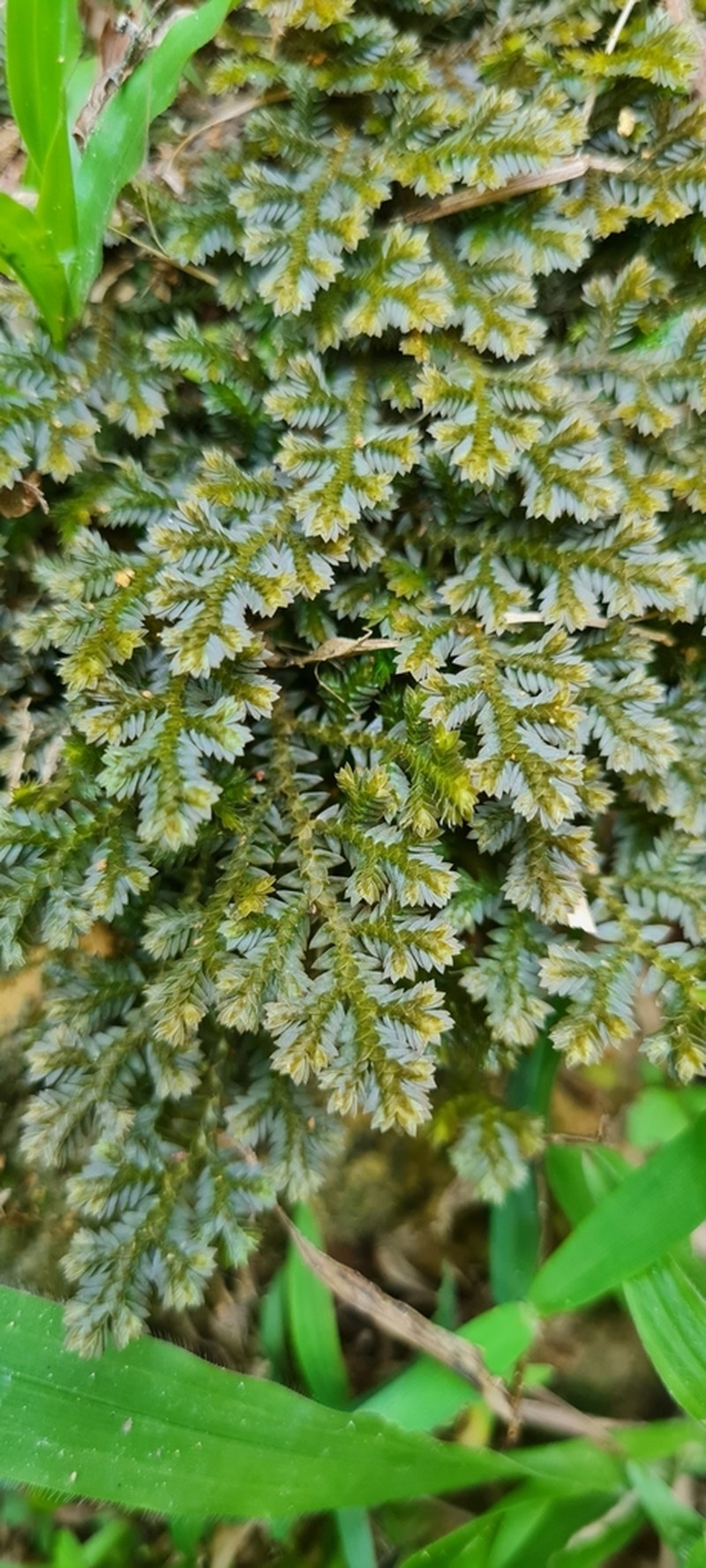 Selaginella martensii photo 6