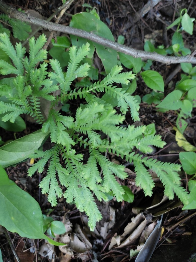 Selaginella martensii photo 7