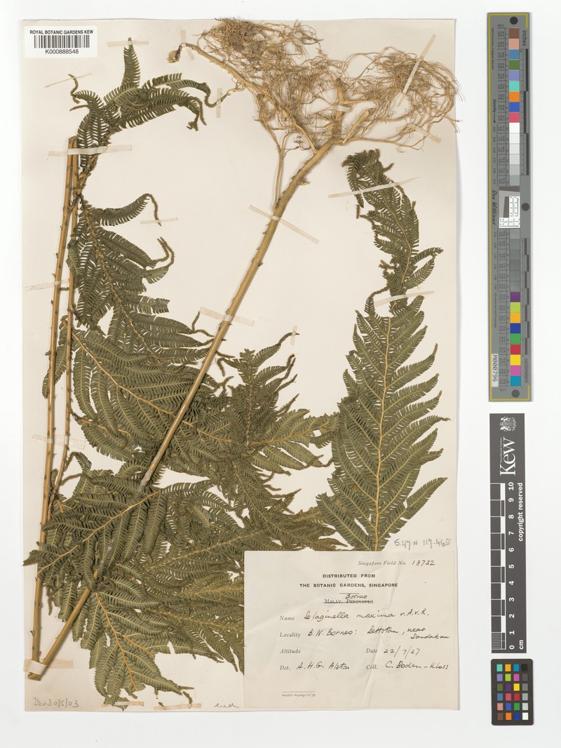 Selaginella maxima