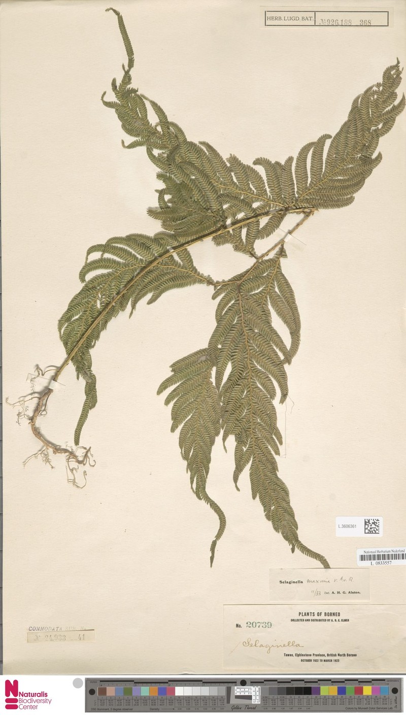 Selaginella maxima photo 2