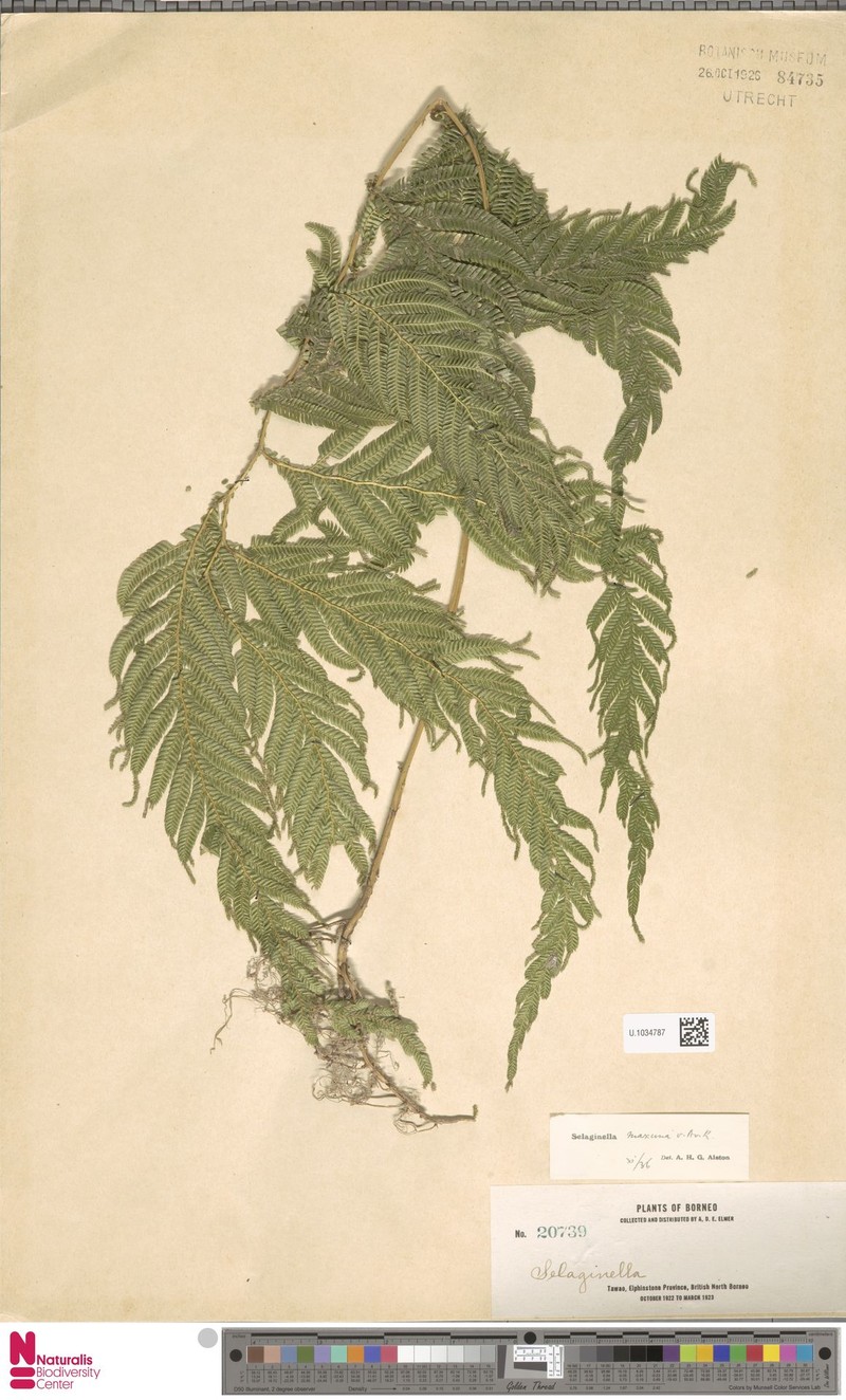 Selaginella maxima photo 3