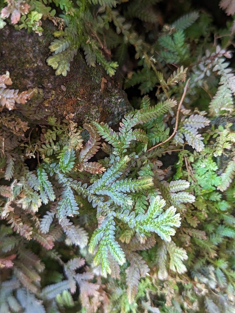 Selaginella mayeri
