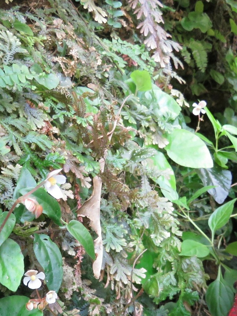 Selaginella mayeri photo 2