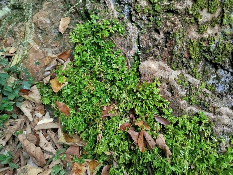 Selaginella mayeri photo 3