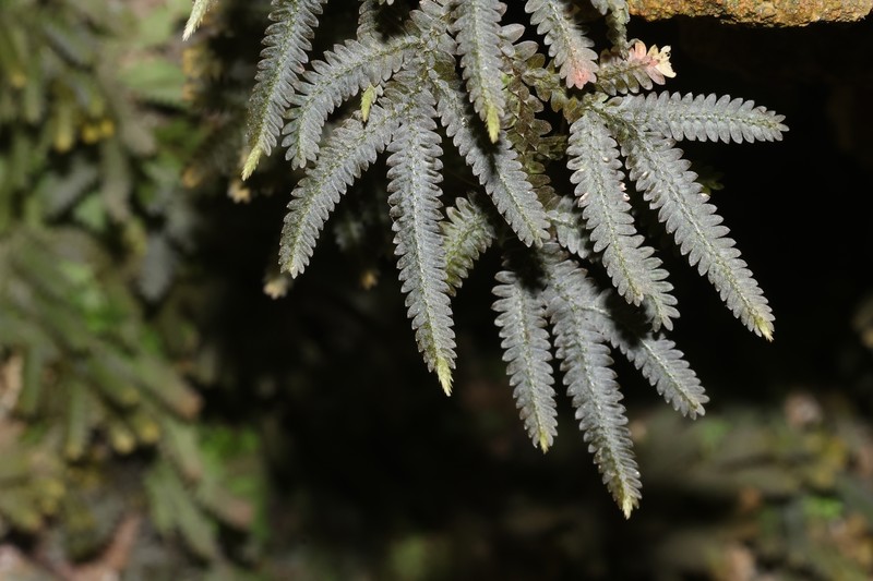 Selaginella mayeri photo 5