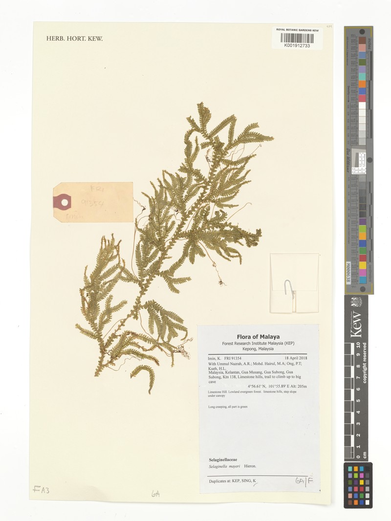 Selaginella mayeri photo 6