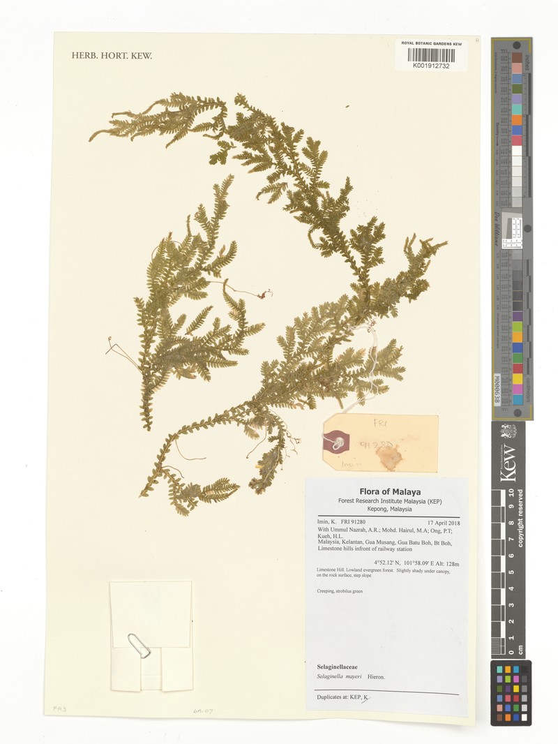 Selaginella mayeri photo 7