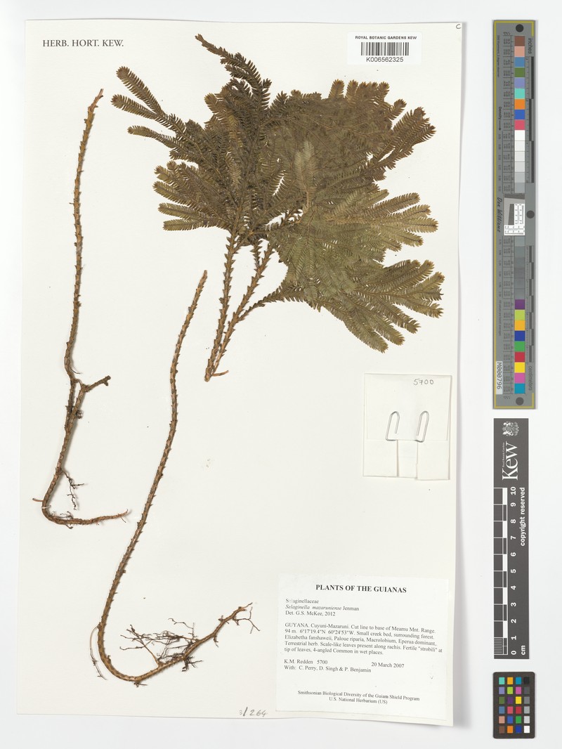 Selaginella mazaruniensis