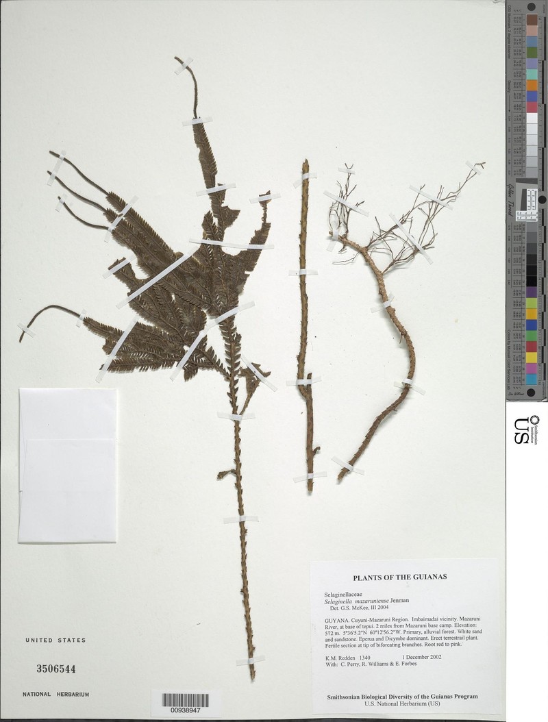 Selaginella mazaruniensis photo 2