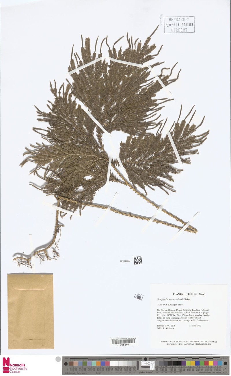 Selaginella mazaruniensis photo 3