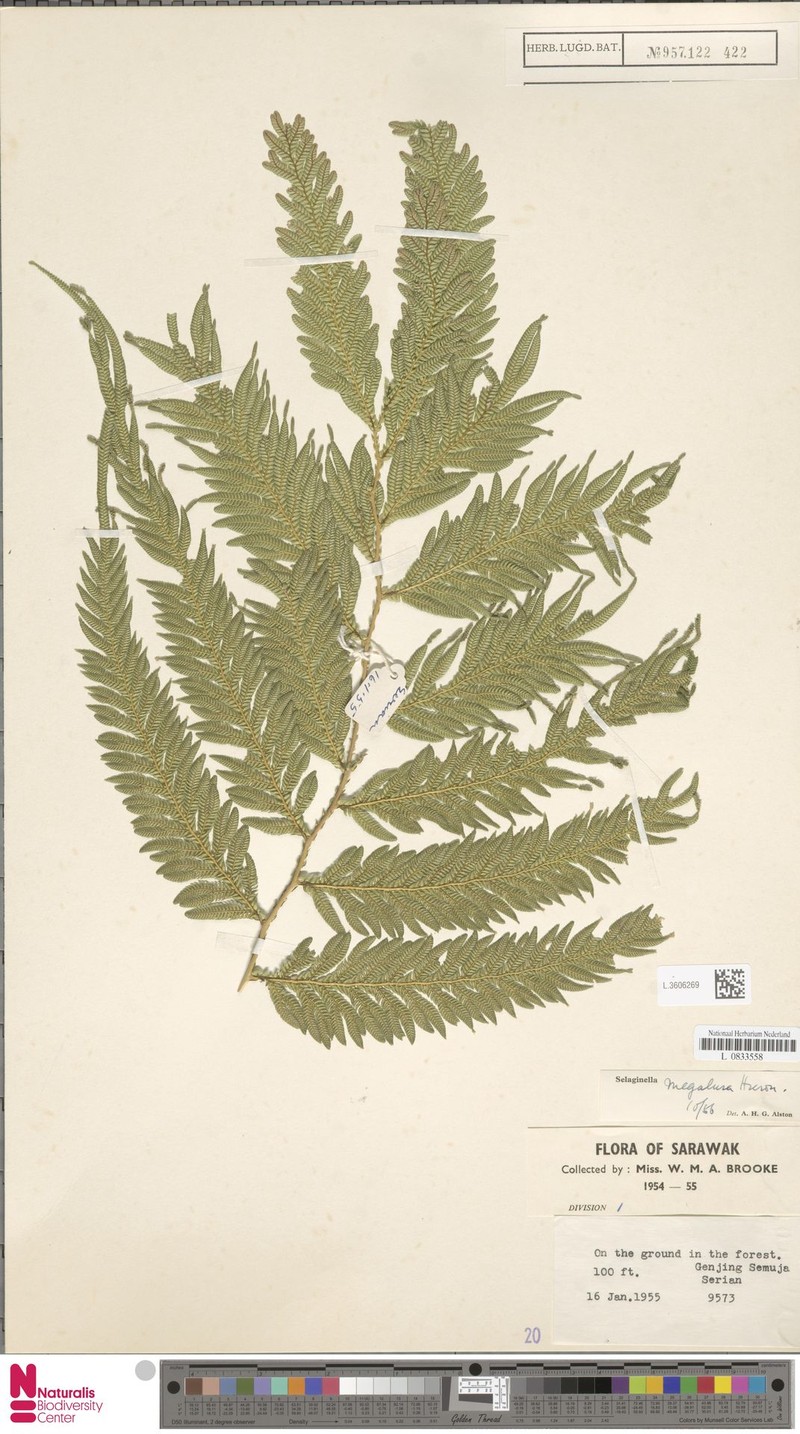Selaginella megalura