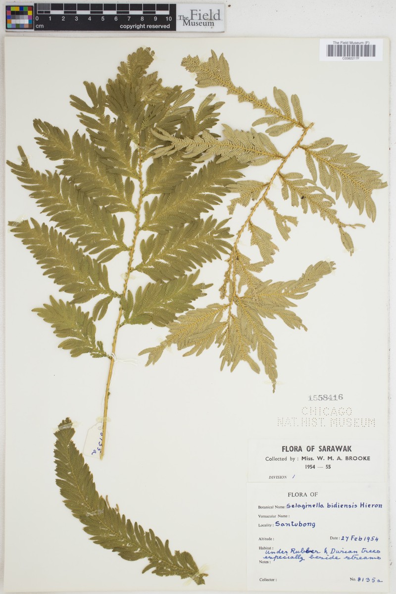 Selaginella megalura photo 2