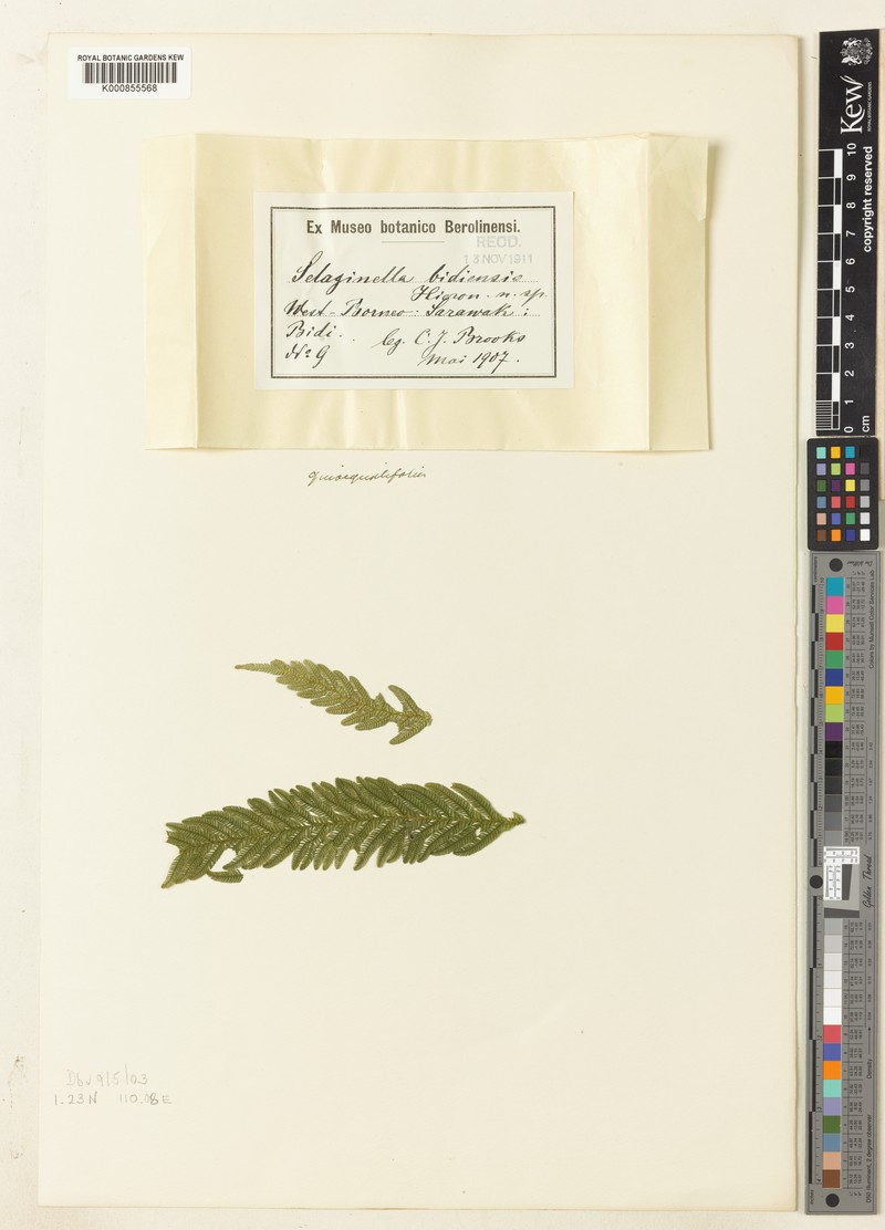 Selaginella megalura photo 3