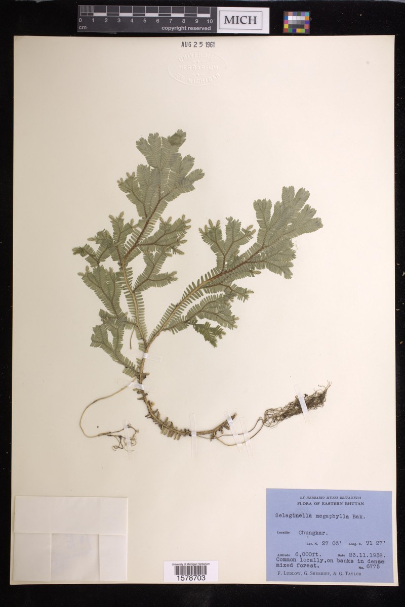 Selaginella megaphylla