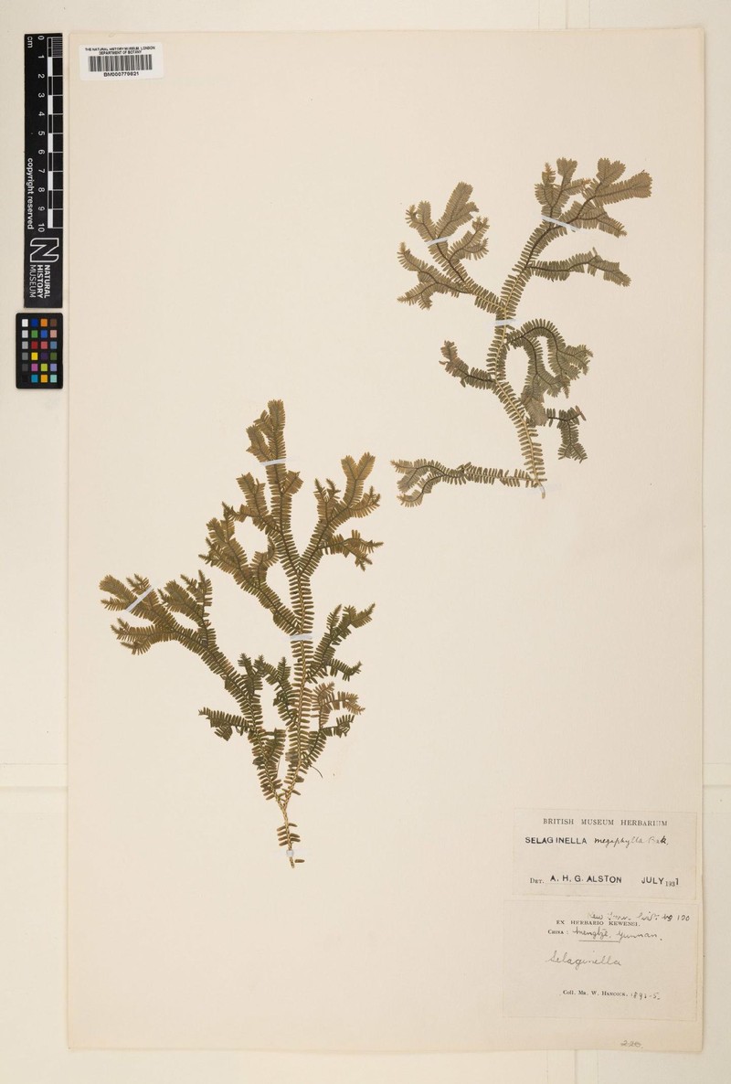 Selaginella megaphylla photo 2