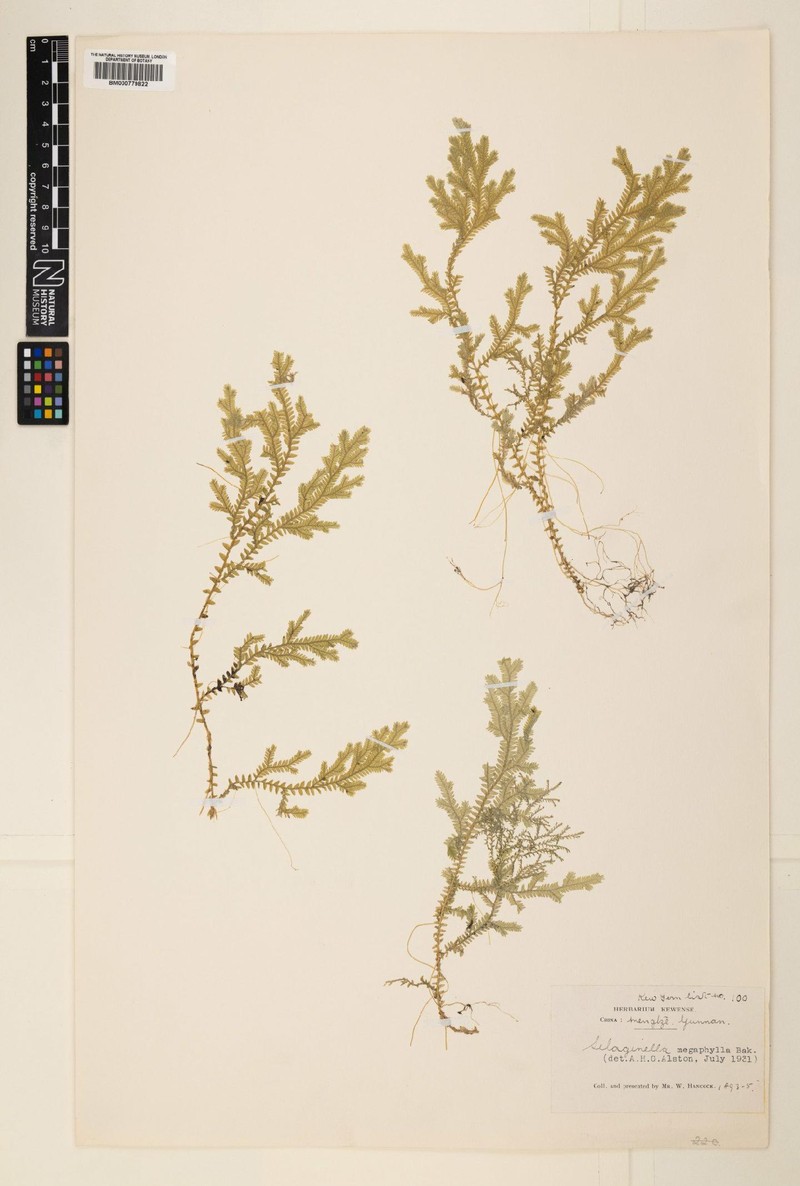 Selaginella megaphylla photo 3