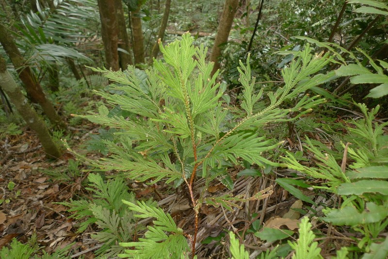 Selaginella megastachya
