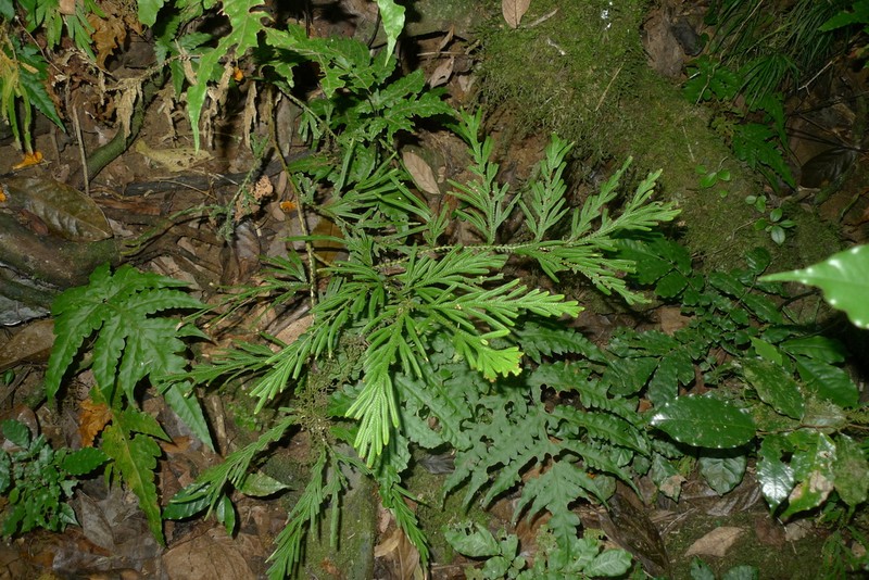 Selaginella megastachya photo 2
