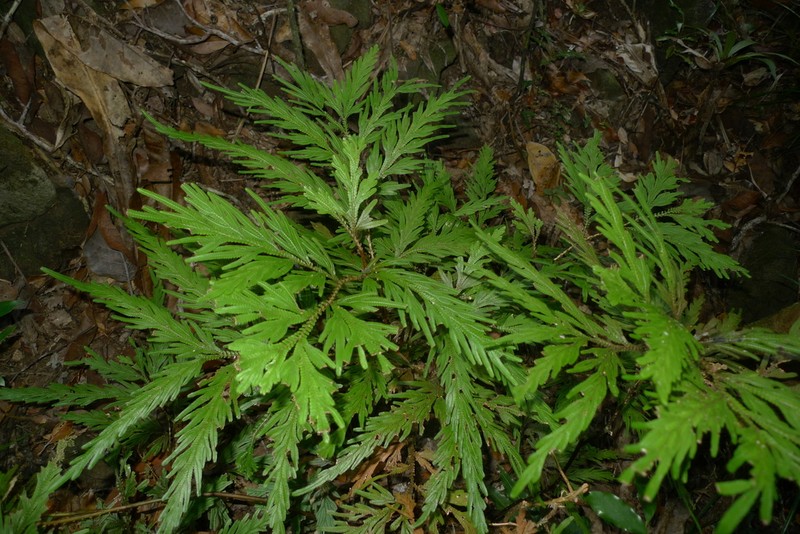 Selaginella megastachya photo 3