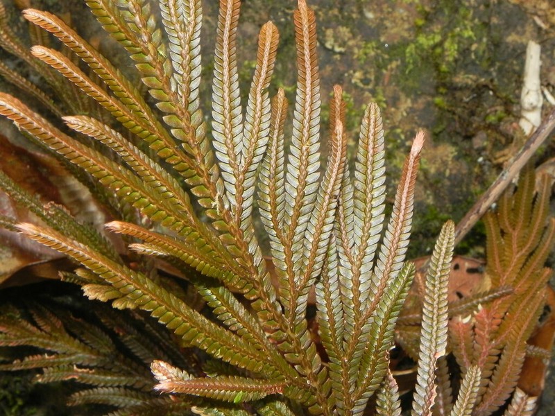 Selaginella megastachya photo 4