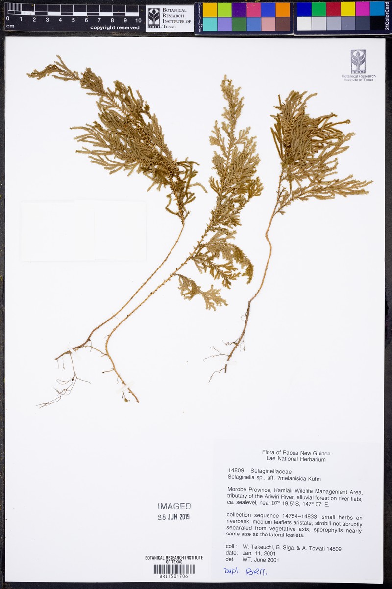 Selaginella melanesica