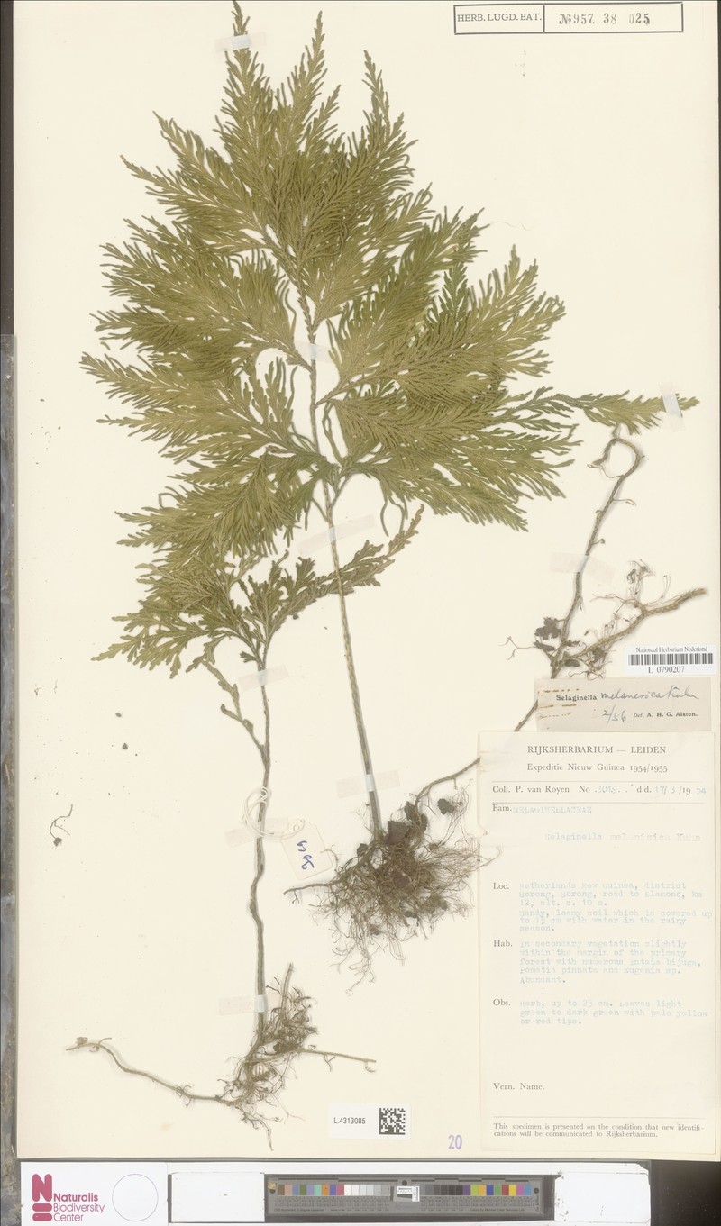Selaginella melanesica photo 2