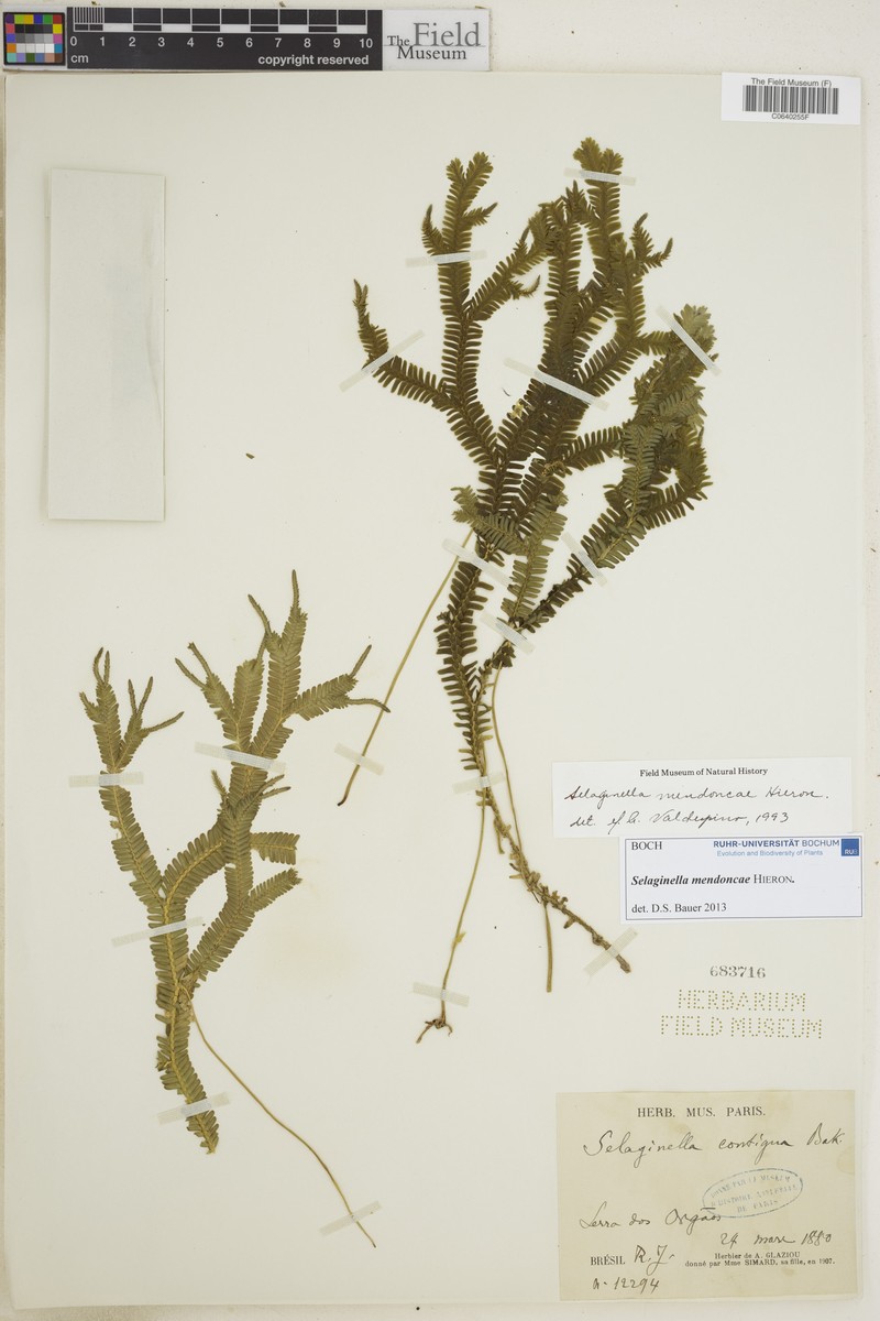 Selaginella mendoncae