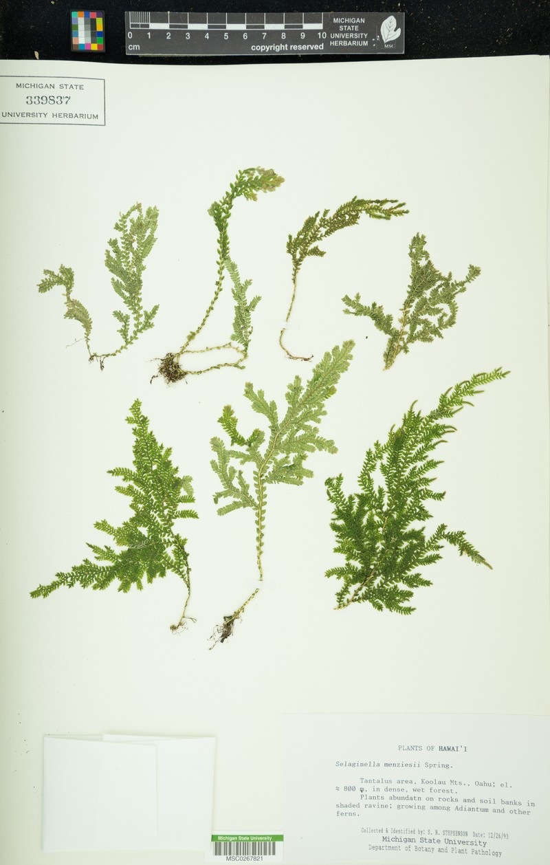 Menzies' Spikemoss