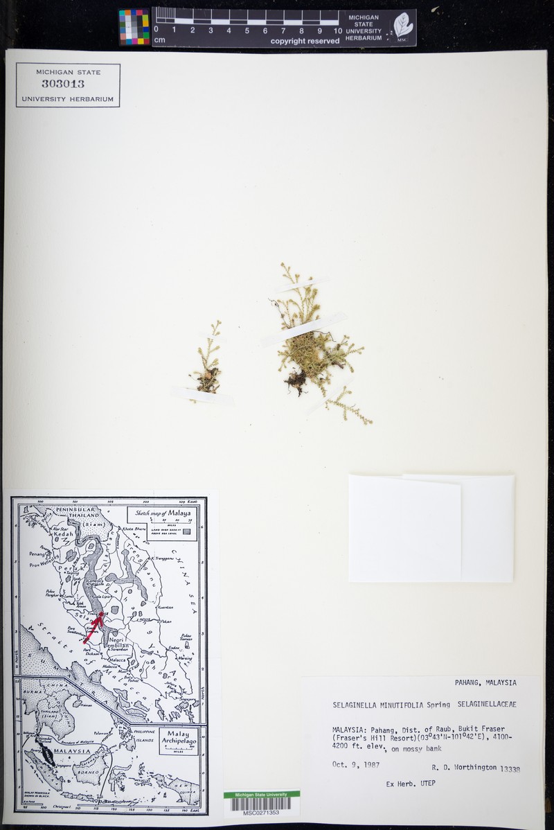 Menzies' Spikemoss photo 2