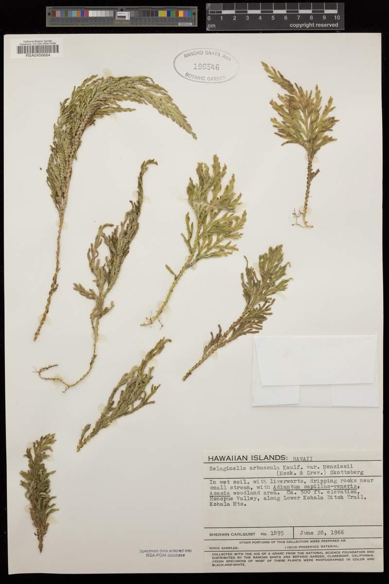 Menzies' Spikemoss photo 3