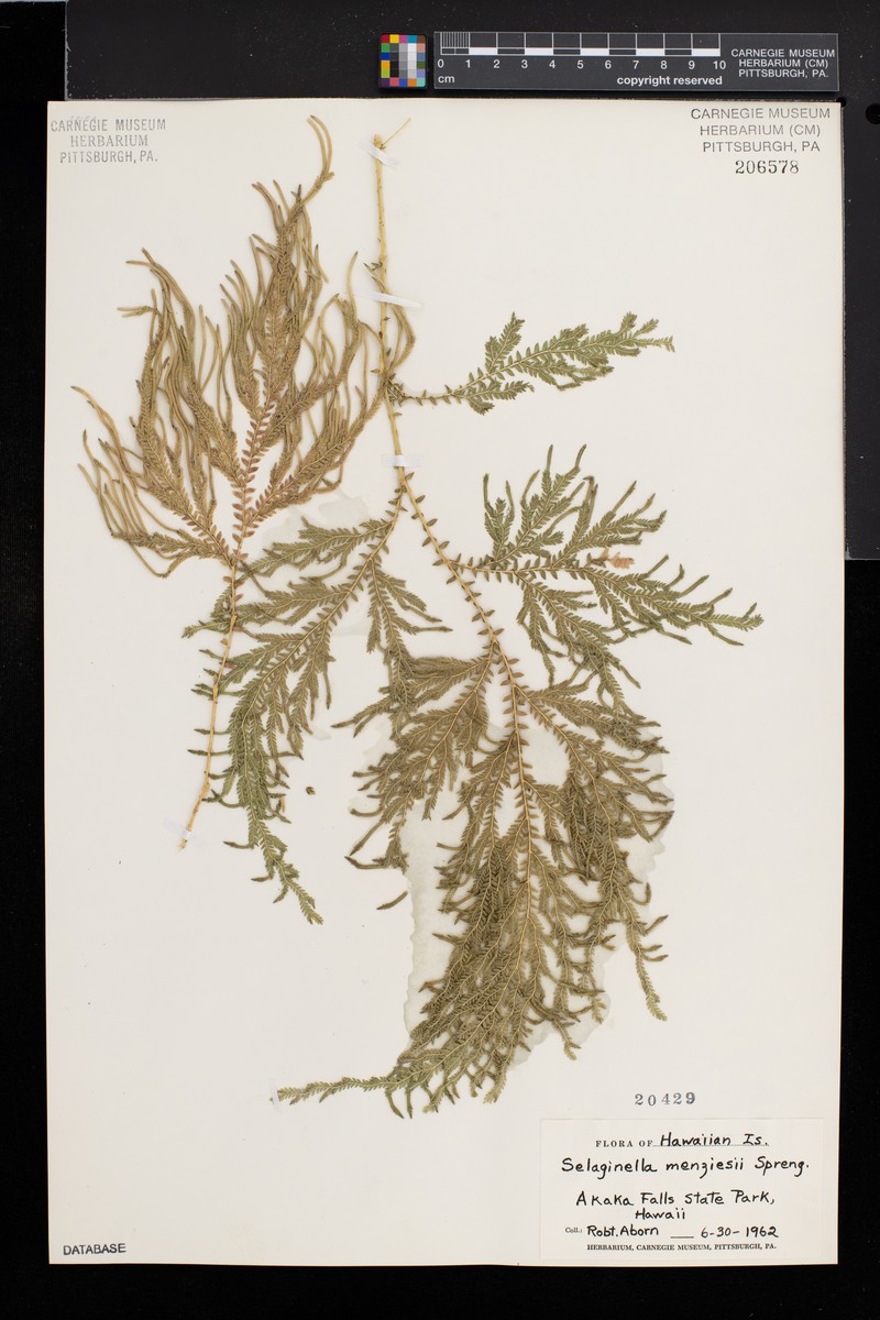 Menzies' Spikemoss photo 4