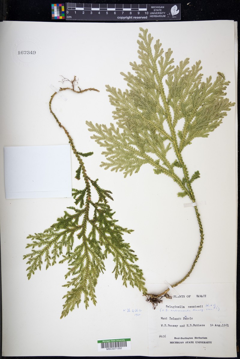 Menzies' Spikemoss photo 5