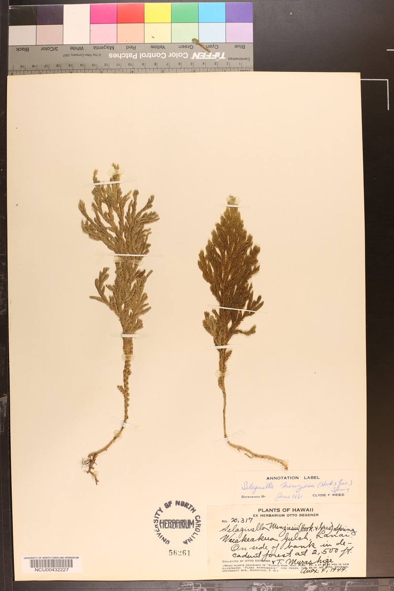 Menzies' Spikemoss photo 6