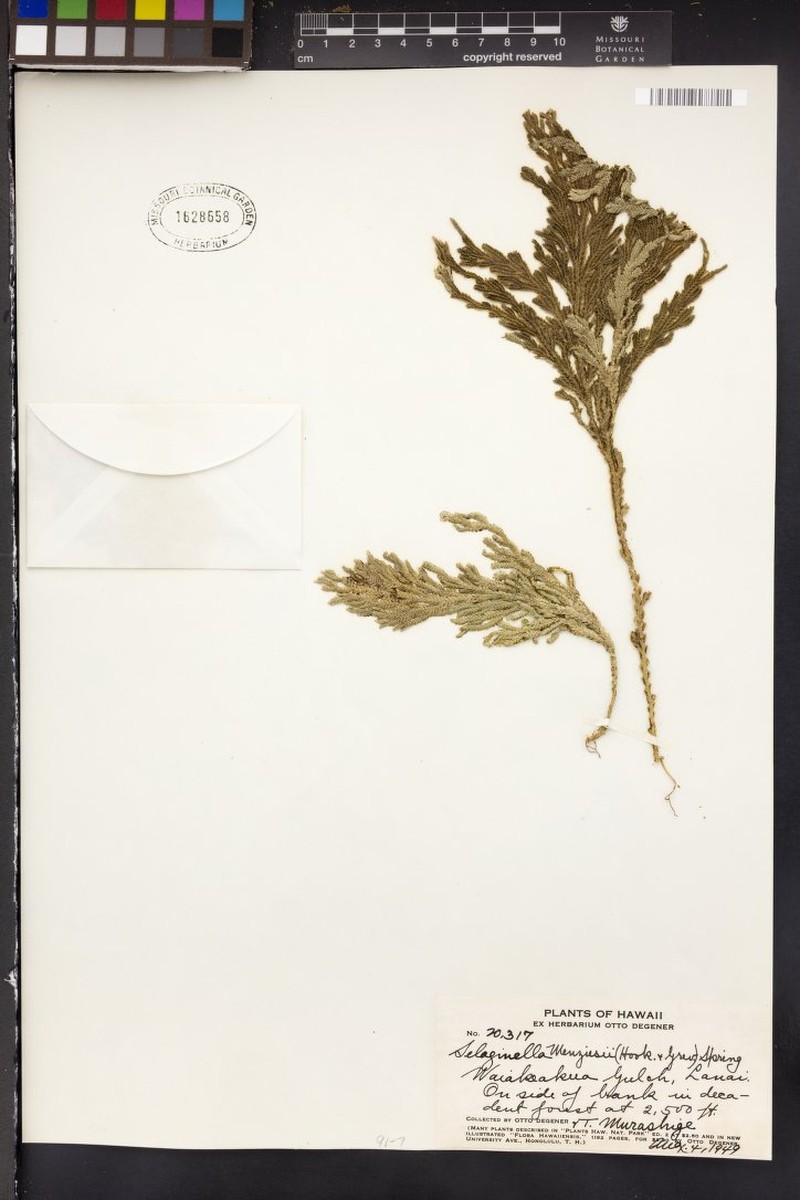 Menzies' Spikemoss photo 7