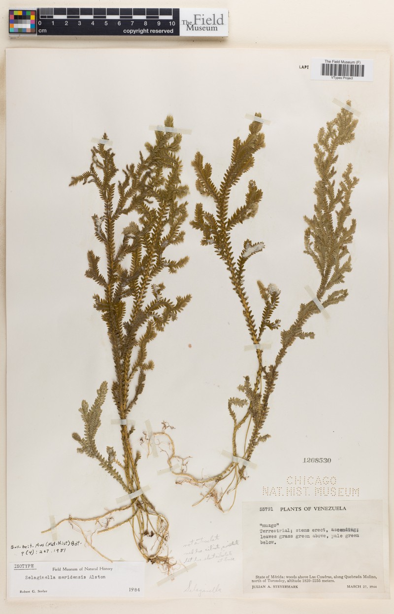 Selaginella meridensis photo 2