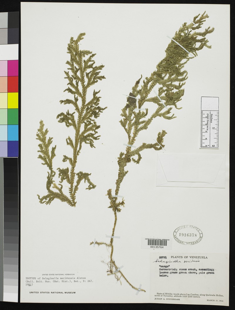 Selaginella meridensis