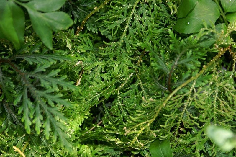Selaginella mickelii