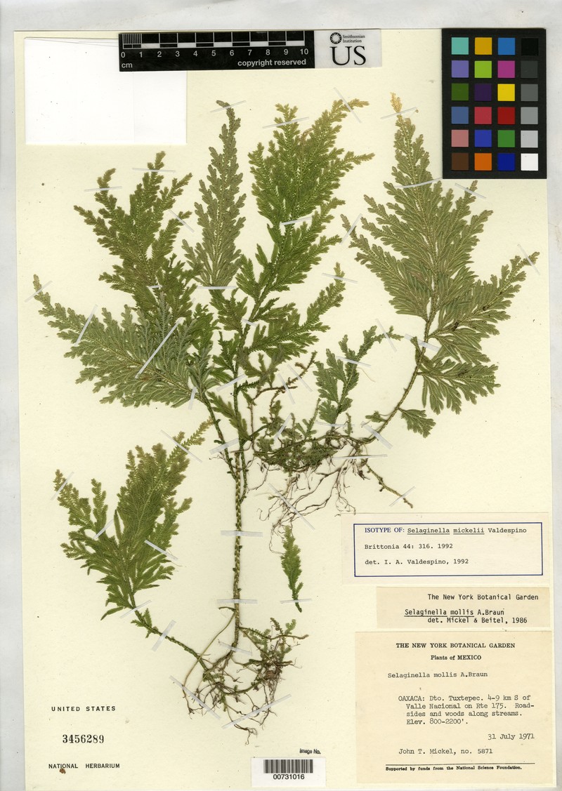 Selaginella mickelii photo 2