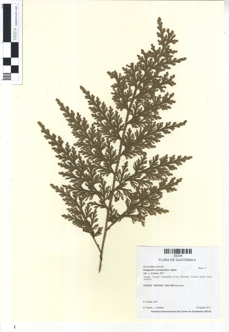 Selaginella microdendron