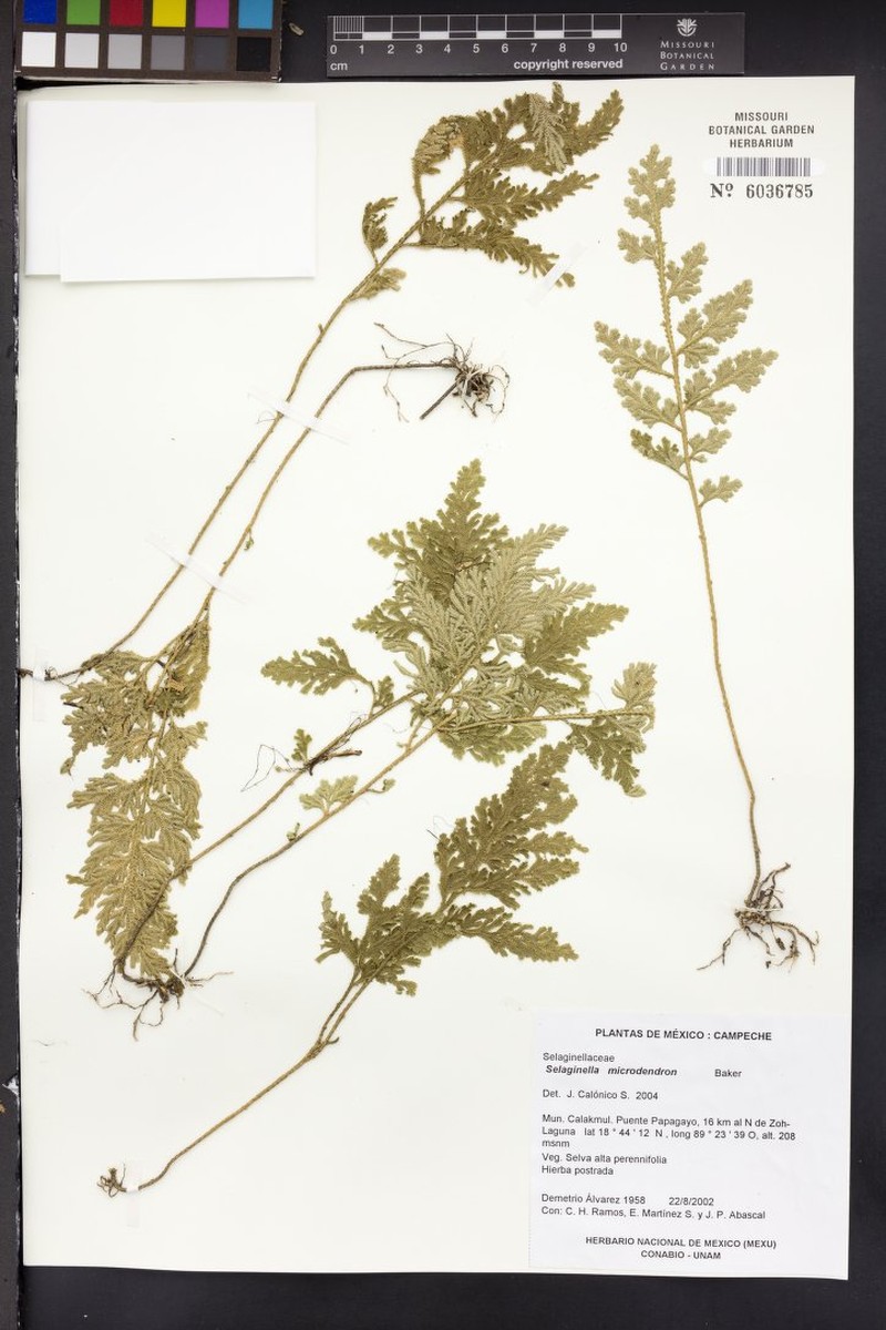 Selaginella microdendron photo 2