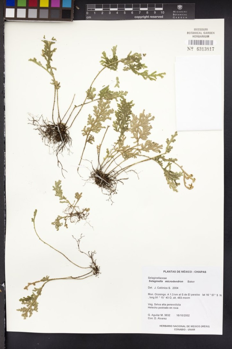 Selaginella microdendron photo 3