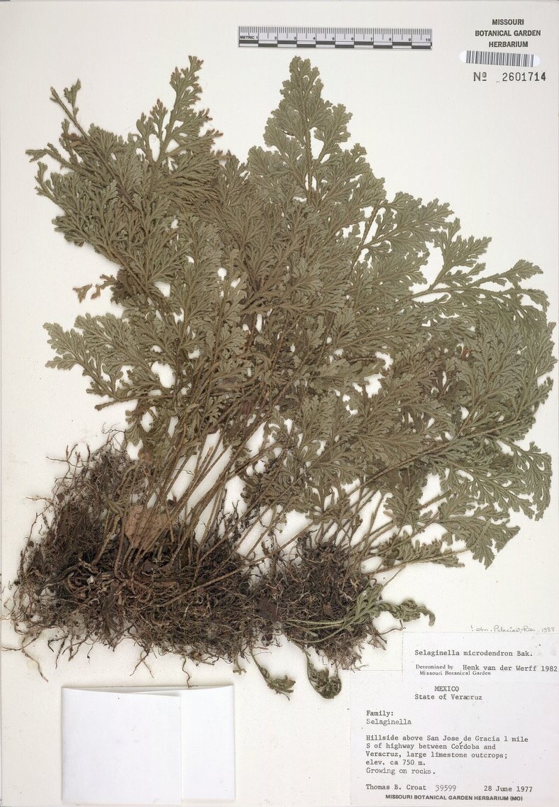 Selaginella microdendron photo 4