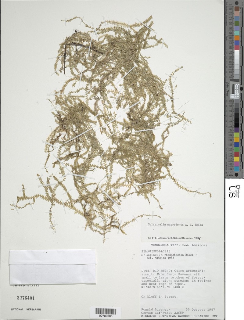 Selaginella microdonta