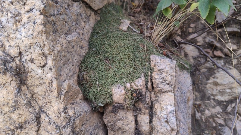 Selaginella microphylla