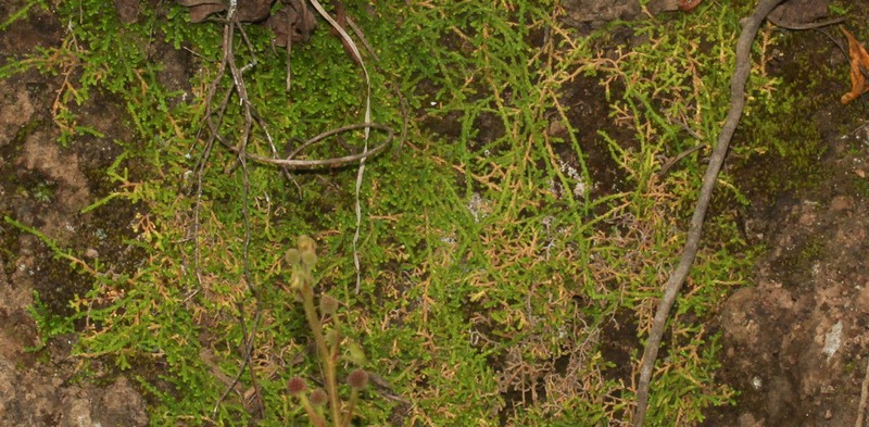 Selaginella microphylla photo 2